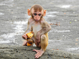 Naklejka premium ニホンザルの赤ちゃん