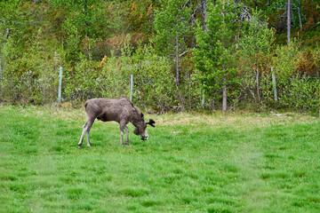 Scandinavian Moose with antlers standing on a meadow and granzing on the edge of a forest in...