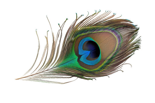 Peacock Feather on transparent background,
