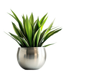 Plant in Steel Pot on transparent background,