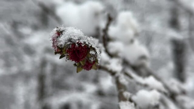 beautiful red blossom tree sprout iron wood tree parrotia persica red flower blooming in spring covered by winter snow heavy snowfall in Hyrcanian forest in Iran nature landscape travel Azerbaijan 