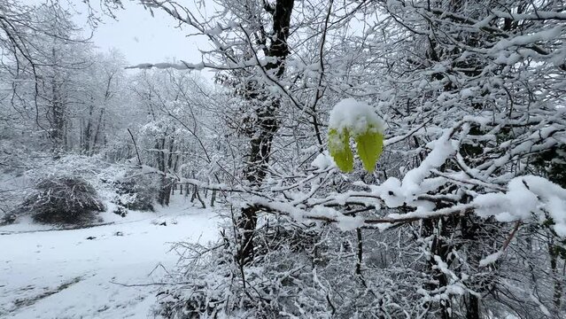Frozen green leaf hanging on tree branch in cold winter heavy snowfall in Hyrcanian forest in Iran scenic panoramic landscape of nature climate change rural life adventure attraction hiking travel