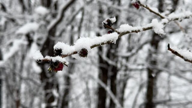 tree blossom in winter red flower blooming parrotia persica nature landscape hiking adventure in heavy snow winter season in Iran Azerbaijan nature travel to wonderful rural life scenic countryside 