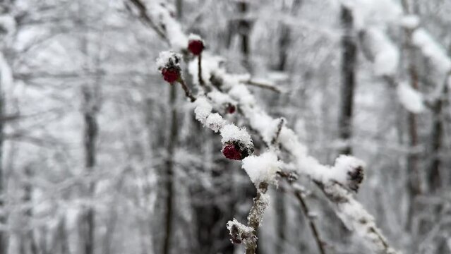 wonderful landscape of tree blossom in snowfall winter heavy snow in forest the Hyrcanian forest nature snow flakes in background natural wide panoramic view of close up little tree blooming in winter
