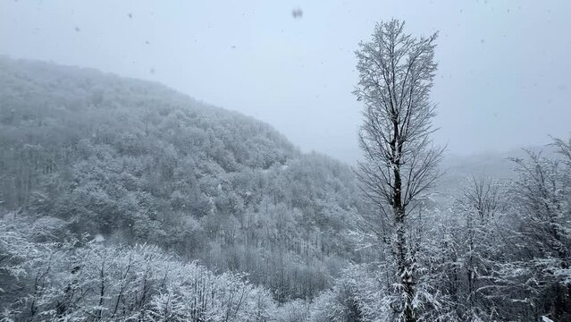 alone single tree in forest nature landscape Hyrcanian forest hills in mountain in winter season rural countryside travel natural attraction in Iran adventure hiking in winter snowfall background