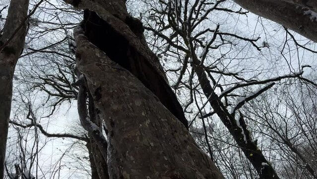 Wonderful landscape of hollow tree empty inside tree trunk in snow shower cold winter season snowfall in Hyrcanian forest in Iran natural landscape scenic sky looking view panoramic spiral shape tree