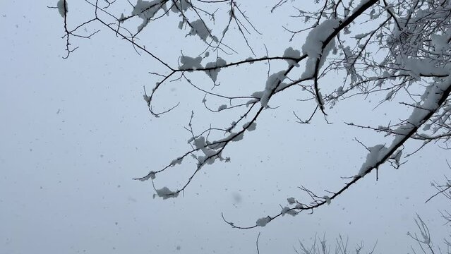 slow motion snowfall in forest tree covered by snow in winter season snowflakes drop from sky looking at sky cloudy day in Hyrcanian forest in Iran nature landscape wonderful sky view in winter iran