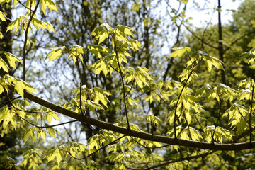 Ahorn, Silber-Ahorn,  Acer saccharinum