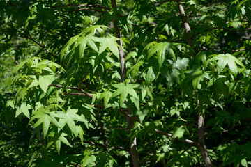 Amerikanische Amberbaum, Liquidambar styraciflua, Laubblätter im Mai