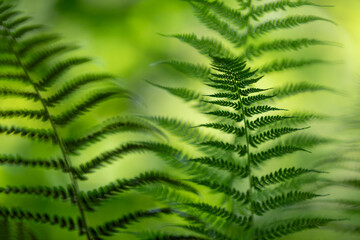Blurred sunny fern plant leaves background.