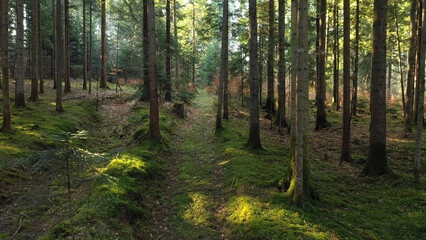 Dreamy mossy sunny forest landscape with path. - 764569147