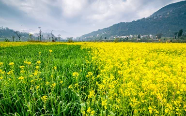 Keuken spatwand met foto landscape view of blossom mustard farmland in Nepal. © gorkhe1980