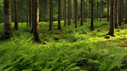 Majestic mossy woods with fern plants. - 764569151
