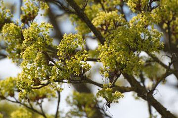 Ahorn, Spitzahorn,  Acer platanoides