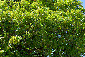 Ahorn, Berg-Ahorn,  Acer pseudoplatanus L.,  Laubblätter und hängende traubenartige ...