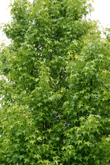 Fototapeta na wymiar Amerikanische Amberbaum, Liquidambar styraciflua, Laubblätter im Sommer