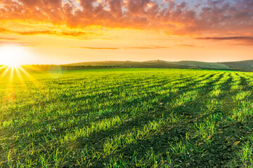 green picturesque farmland landscape with spring field covered with green salad grass with countryside view on rstic farm hills and amazing cloudy sunset on background
