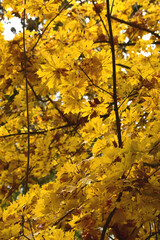 Ahorn,  Spitz-Ahorn,  Acer platanoides, Palmatifidum,  im Herblaub,  Blätter mit leuchten gelben gelbbrauen  Farbakzenten