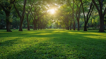 Beautiful landscape of a city park, with beautiful grass, trees and sun