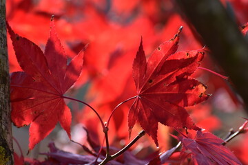 Ahorn, Japanischer Fächerahorn,  Acer palmatum,  Atropurpureum,  Palmata-Gruppe,  purpurote- braune  Laubblätter Ast,  Zweig.  Baumausschnitt