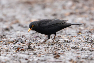 Common Blackbird foraging on the ground