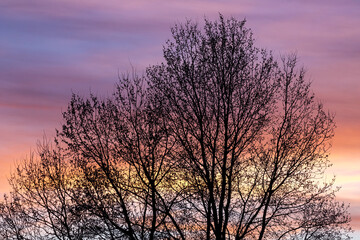 Silhouette of leafless trees in winter with the colors of the sky at sunset. - obrazy, fototapety, plakaty