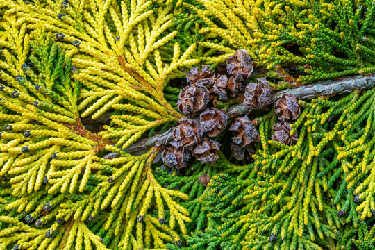 Chamaecyparis lawsoniana. False Lawson cypress. Oregon Cedar. Tree branch with mature female cones.
