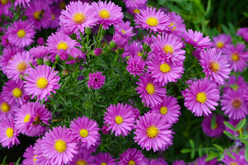 Aster, Glattblatt, Astern´novi-belgii, Karminkuppel