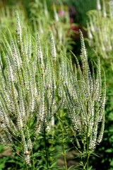 Ehrenpreis, Kandelaber-Ehrenpreis, Veronicastrum virginicum