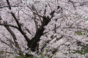 千鳥ヶ淵の桜。