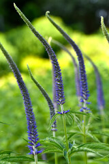 Ehrenpreis, Kandelaberehrenpreis,  Veronicastrum sachalinense, Manhattan Skyline