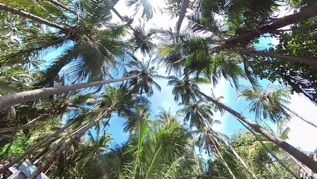 Moving through Coconut tree, leaf, looking from below to above clear blue sky 100fps slowmotion
