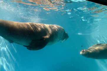 Obraz premium セイウチ