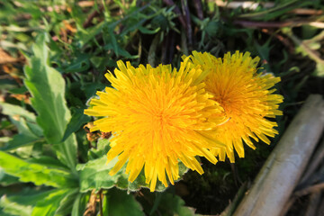 Dandelion flower petals color white red yellow blue