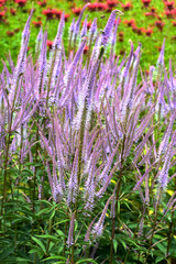 Obraz premium Kandelaber-Ehrenpreis, Veronicastrum Hybride 'Adoration