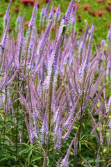 Kandelaber-Ehrenpreis, Veronicastrum Hybride 'Adoration
