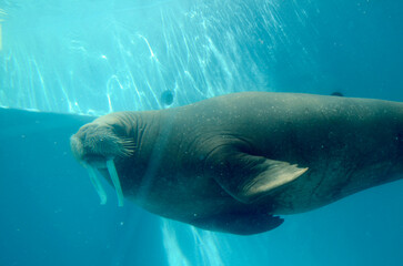 Obraz premium セイウチ