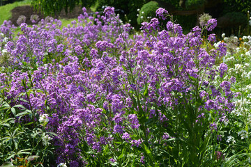 Naklejka premium Einjähriges Silberblatt, Lunaria annua