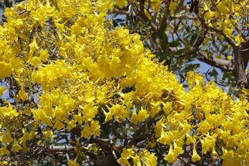 yellow flowers in the garden
