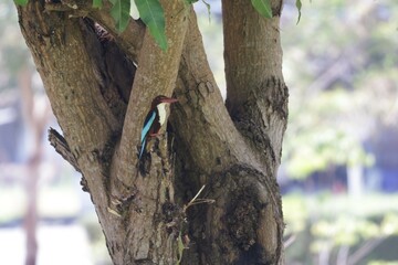 Kingfisher is an Alcedines bird. In the centipede order Classified as a small bird, it has a large...