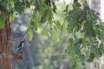 Kingfisher is an Alcedines bird. In the centipede order Classified as a small bird, it has a large head, short neck, and long, straight, strong beak.