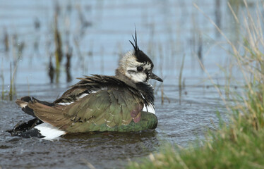 A Lapwing, Vanellus vanellus, having a bath in a waterlogged meadow.