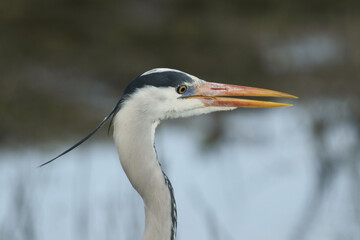 A head shot of a Grey Heron (Ardea cinerea) hunting for food at the edge of a river.