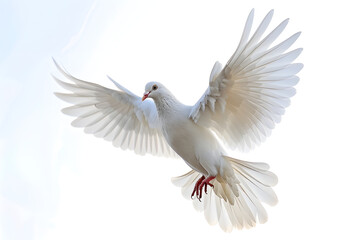 Flying white dove isolated on white background