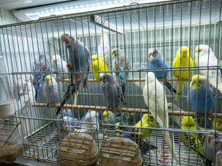 canaries and bird breeds for sale in cages at the pet shop,