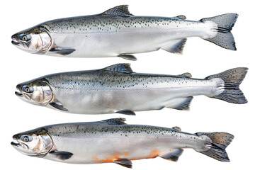 Obraz premium Collection of 4 Salmon fish In different view, Front view, side view, rear view isolated on white background PNG