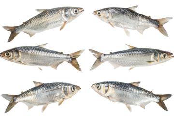 Collection of Herring fishes In different view, Front view, side view, rear view isolated on white background PNG