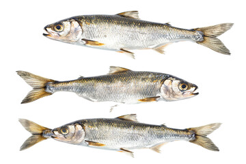 Obraz premium Collection of Herring fishes In different view, Front view, side view, rear view isolated on white background PNG