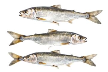 Collection of Herring fishes In different view, Front view, side view, rear view isolated on white background PNG