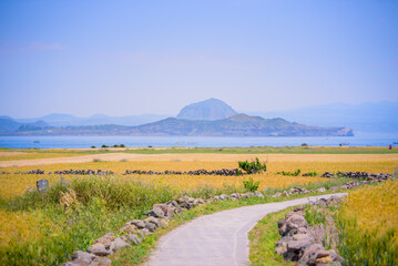 제주도_가파도_보리밭